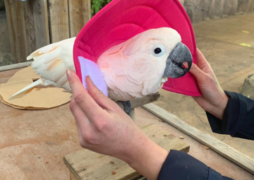 Voluntary collar training with Darcy the Moluccan Cockatoo