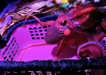 Basket Training and Conditioning of the Giant Pacific Octopus