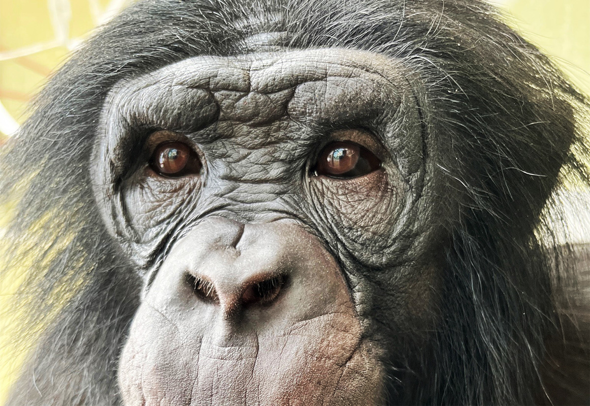 Vacunar a bonobos contra el COVID-19