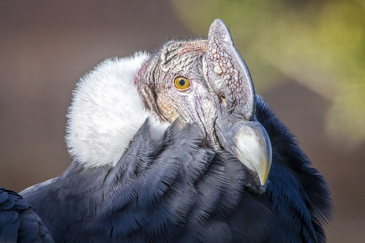La Impronta