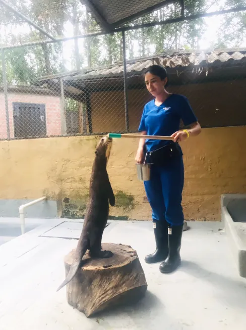  Entrenamiento cría nutria gigante para contacto con el target, posicionamiento y ubicación.