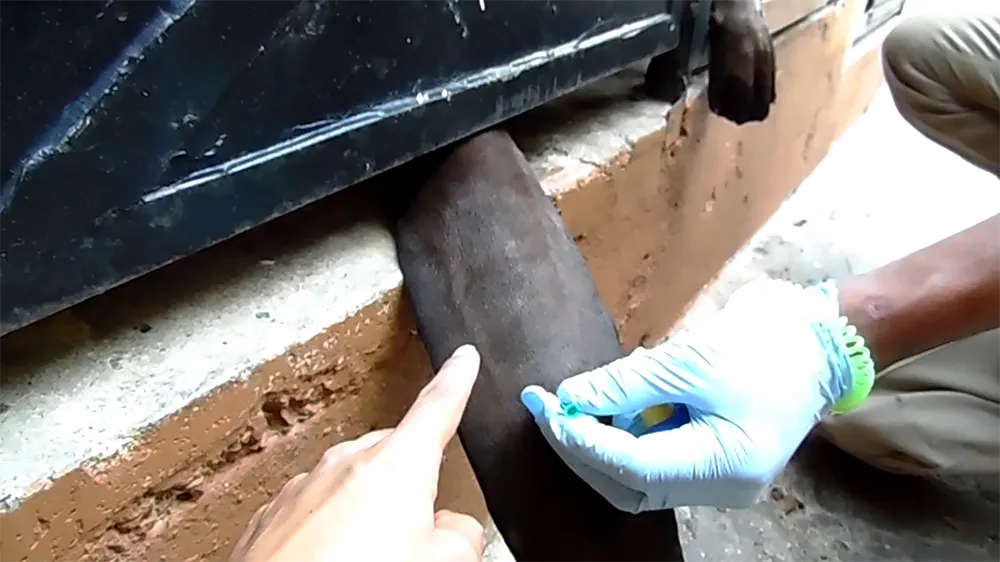 observación de venas en la cola de nutria gigante, para desensibilización y posterior extracción de muestra de sangre.