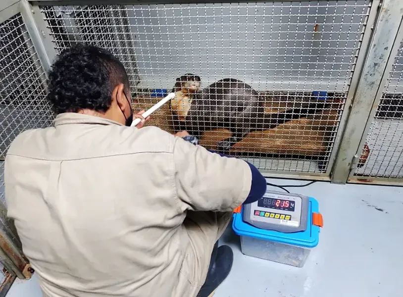 Entrenamiento de nutrias para ingreso a caja de transporte de manera voluntaria.