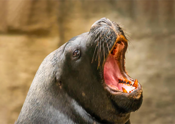 Generalization and discrimination: between what changes and what repeats